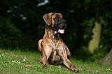 DOGUE ALLEMAND 811